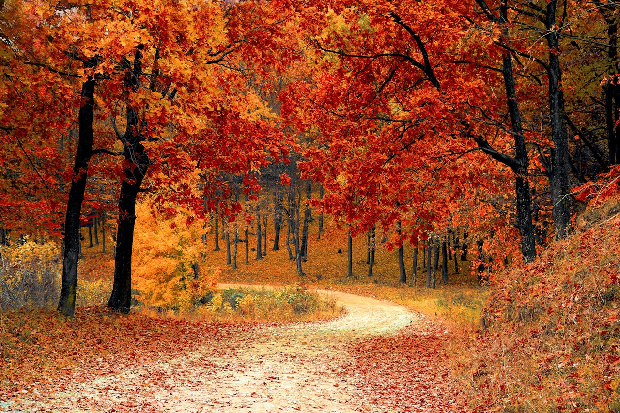 herfst in het bos